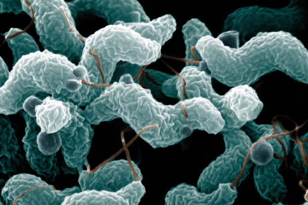 An image of Campylobacter